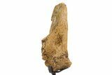 Fossil Hadrosaur Vertebra Section w/ Metal Stand - South Dakota #335483-1